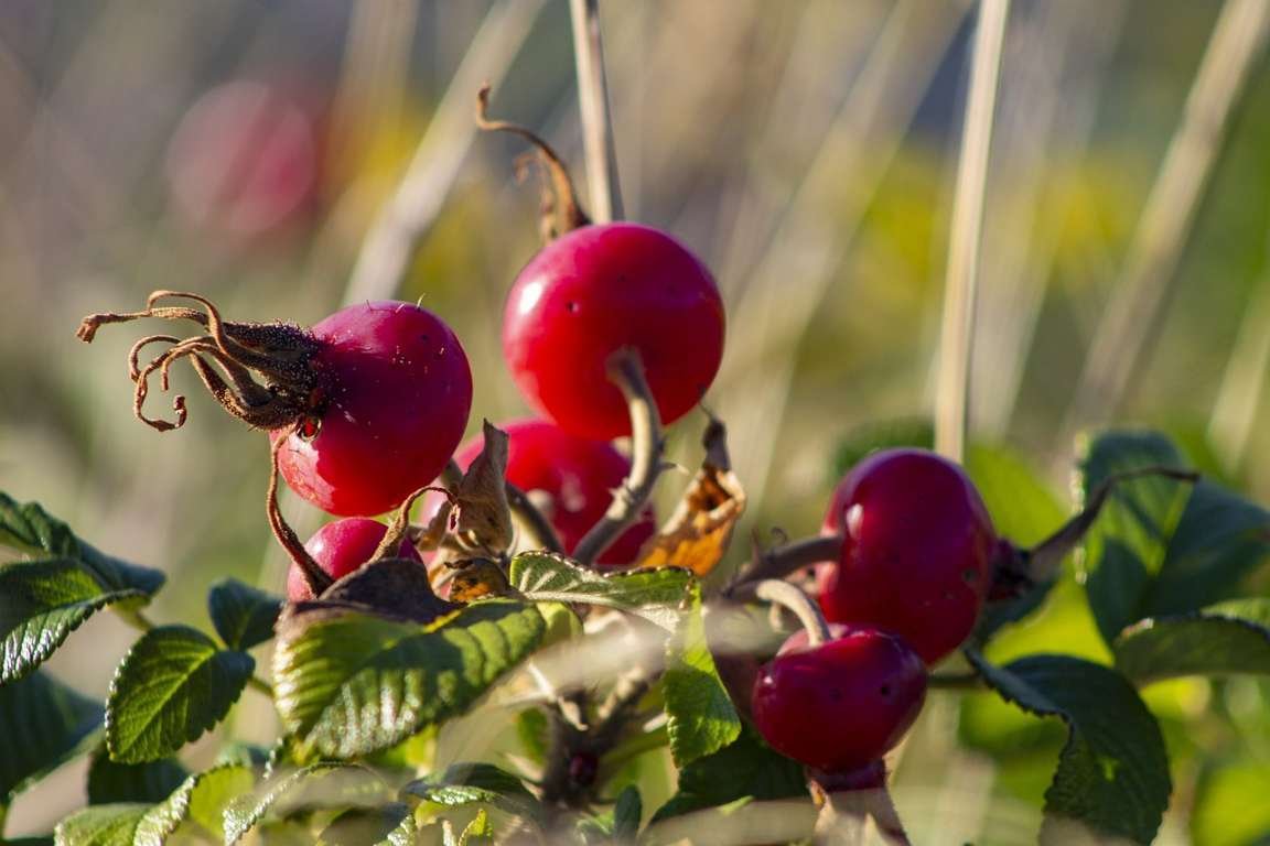 What Are Rose Hips? 5 Amazing Ways To Reap Its Benefits