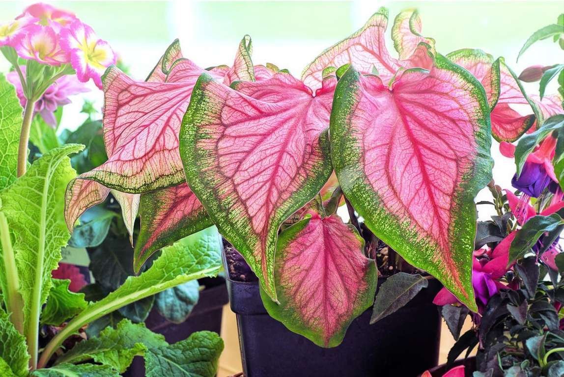 Plant With Pink And Green Leaves: Best Picks
