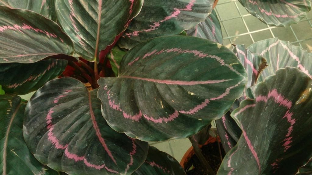 Calathea roseopicta, is a tropical plant that will easily grow indoors