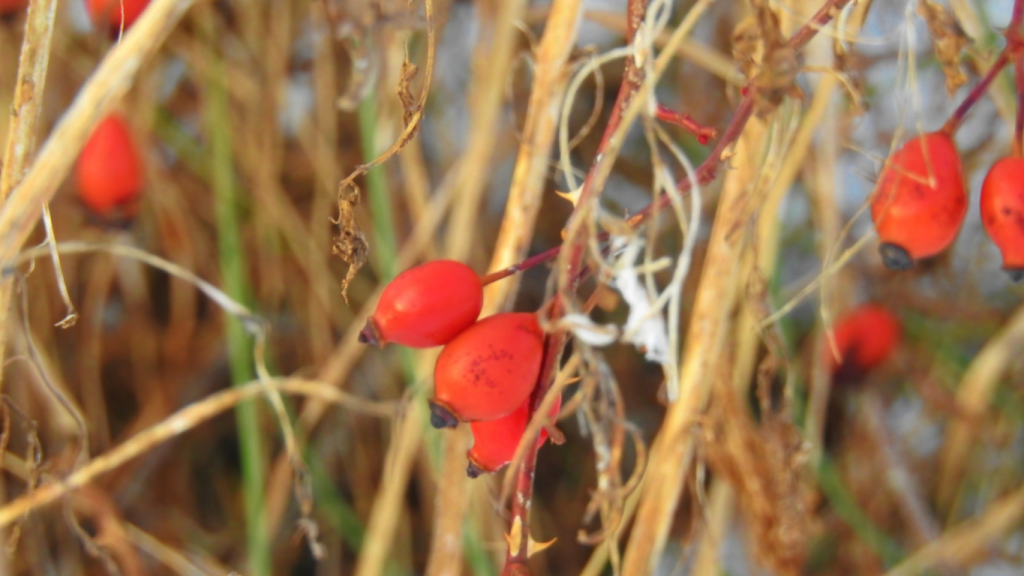 Did you know about the benefits of rose hip tea for skin