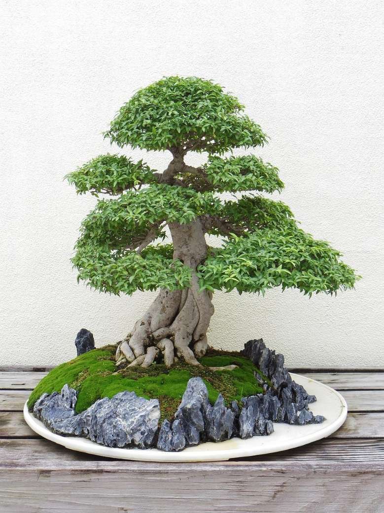 How Much Does A Bonsai Tree Cost? Plants Castle
