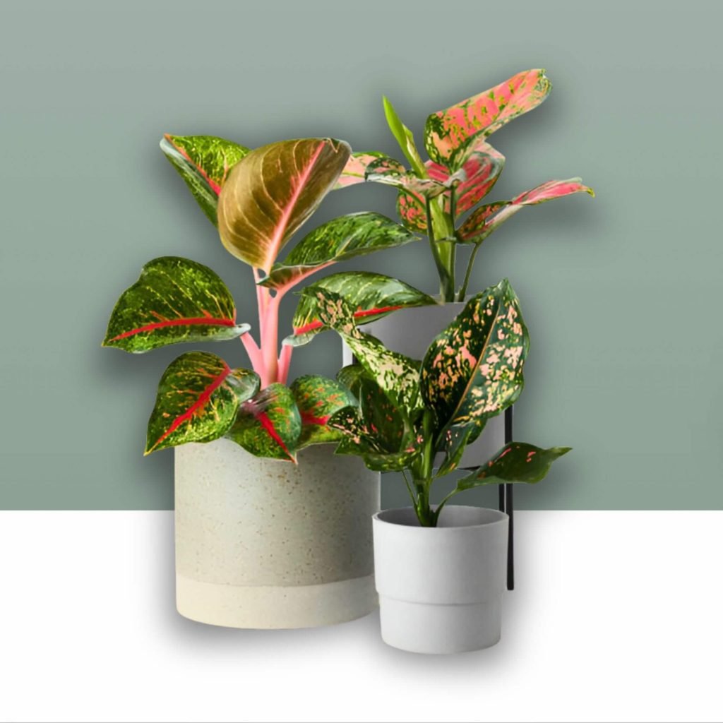 Aglaonema plants in pots