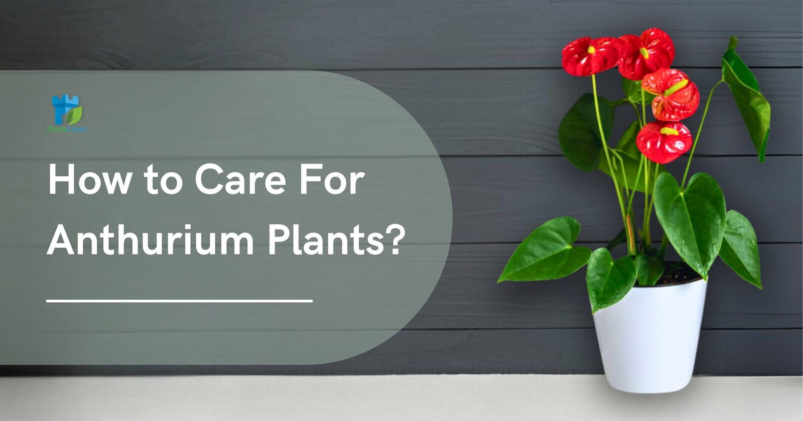 How to Care For Anthurium Plants