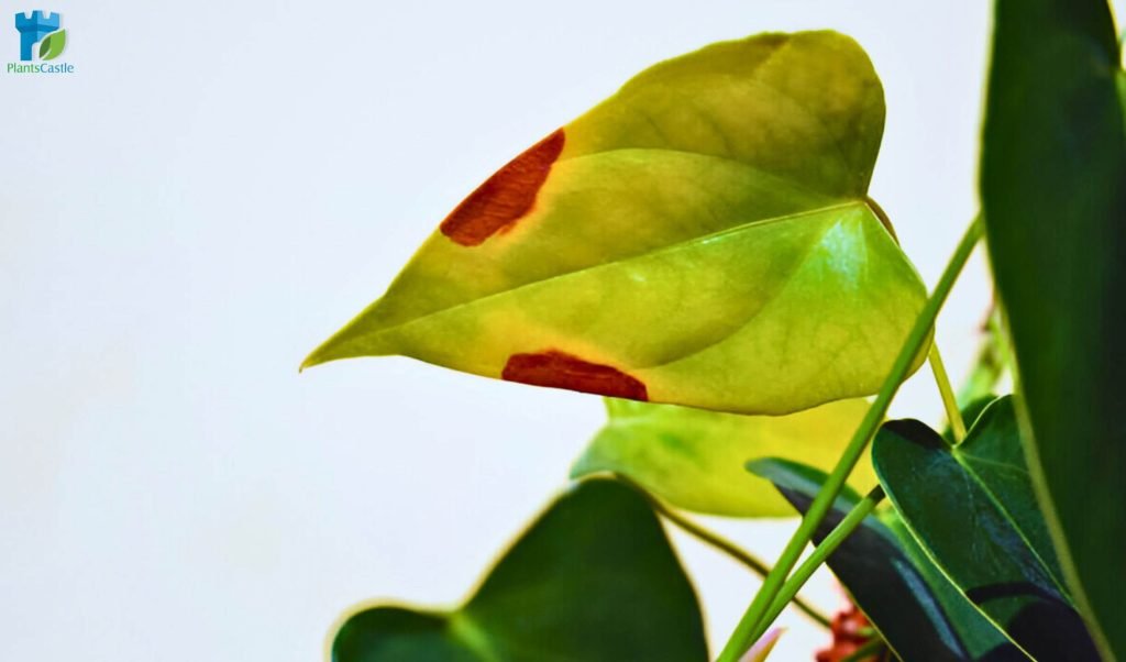 anthurium yellow leaves