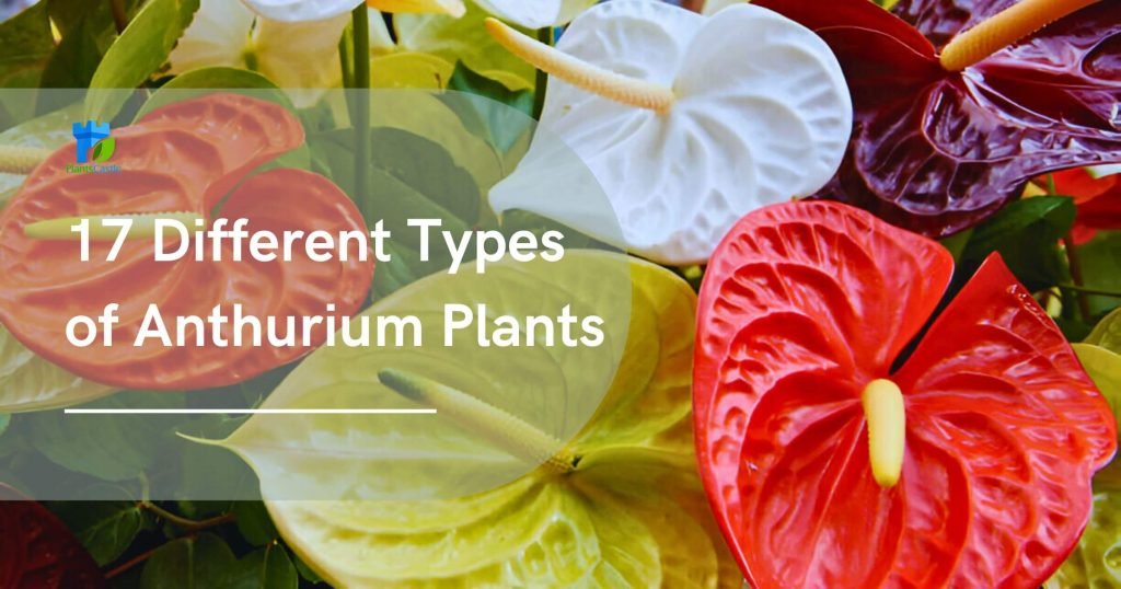 17 Different Types of Anthurium Plants With Pictures