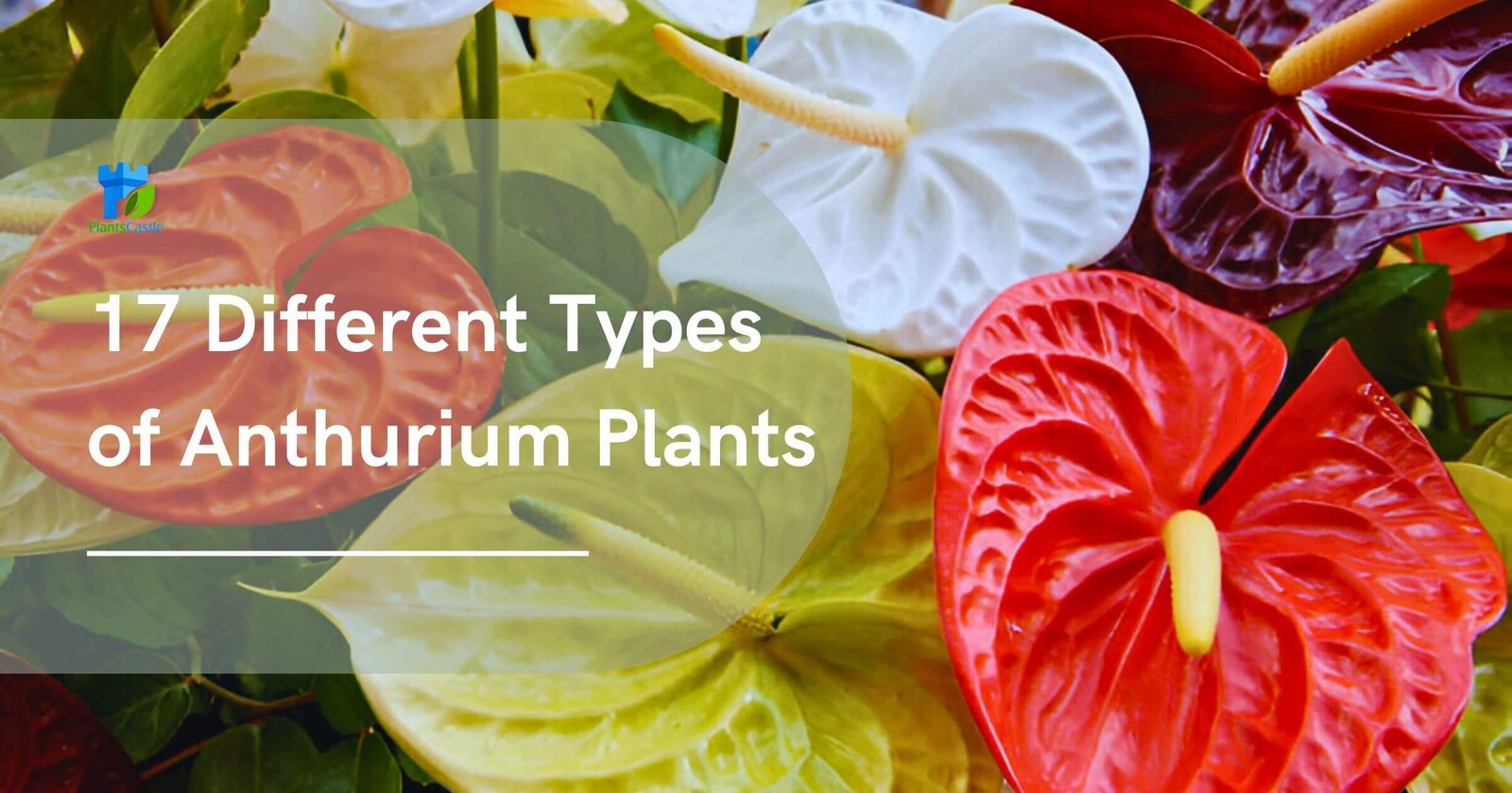 17 Different Types of Anthurium Plants