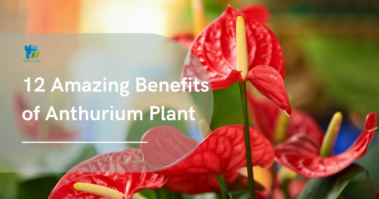 12 Amazing Benefits of Anthurium Plant