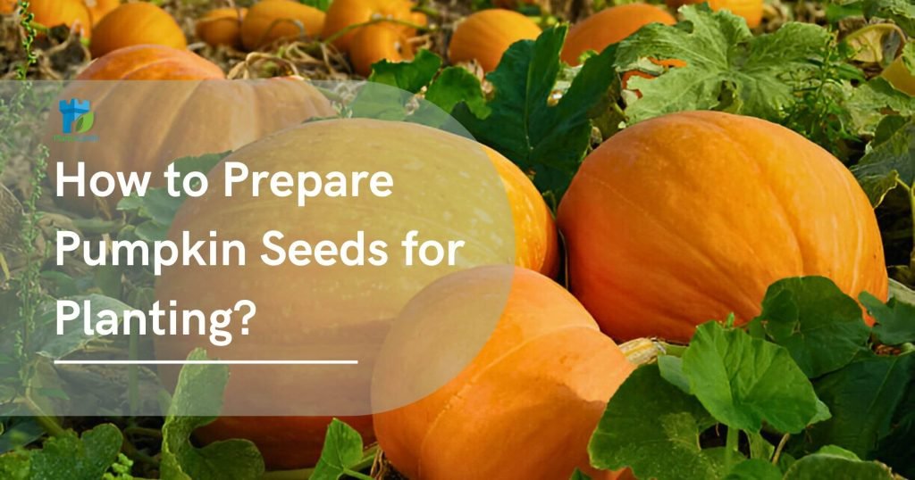 How to Prepare Pumpkin Seeds for Planting? A Guide for Gardeners