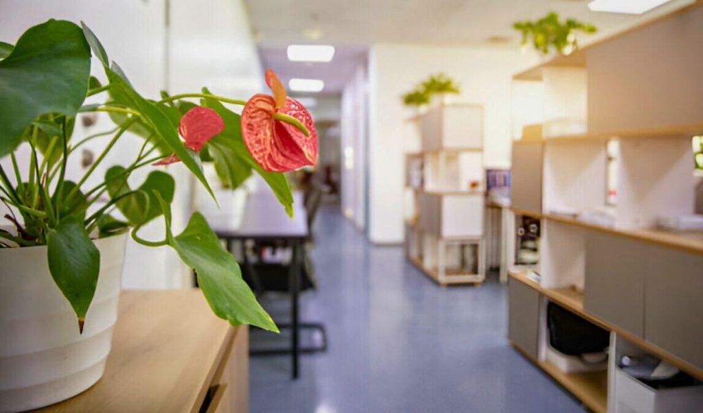 anthurium andraeanum plant in office