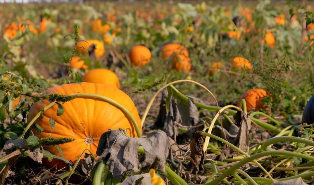 How long does it take to harvest pumpkin